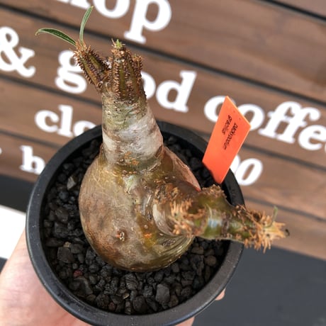 pachypodium gracilius《大きめS size》希少ニ頭枝＆A面一部green肌株※現地球発根済株※店主国内管理2年株※ぼってり樹形＆表裏ツートンカラー※mad black pot植え