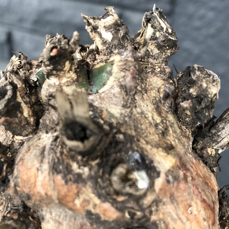 euphorbia mlanjeana《M size》驚愕株‼️激希少‼︎‼️ ※mad