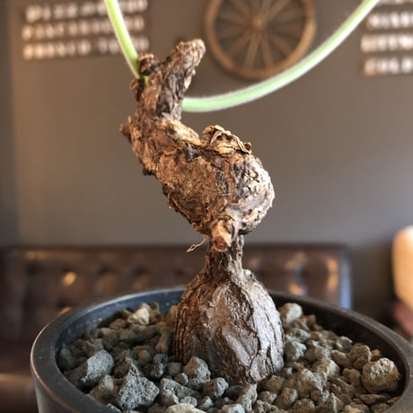 pelargonium lobatum《L  size》※現地球発根済株※店主国内管理6年株※個体差として大変特化した樹形の持ち主‼︎ロバツムにしてはbig株※mad black pot植え