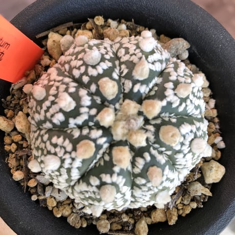 astrophytum   asterias 《兜丸》M size