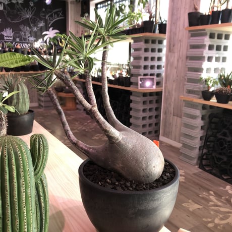 packypodium  gracilius《L  size》※現地球発根済み株‼︎  ※店主管理9年株‼︎※まだまだ成長中‼︎※mad black bowl pot植え
