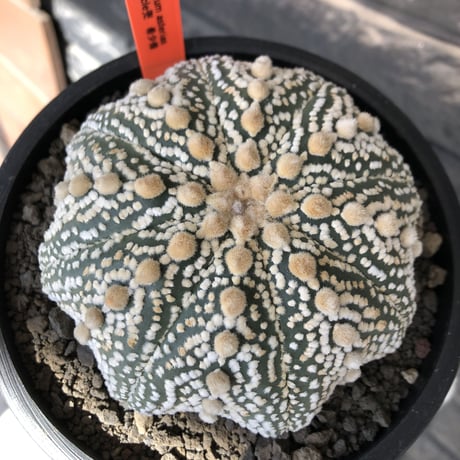 astrophytum asterias var.ミラクル兜《XL size》big株且つ極白肌が堪らない‼︎希少大株兜※店主国内管理13年株※mad black bowl pot植え