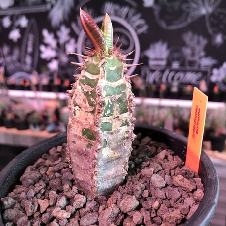 euphorbia    neohumbertii《噴炎竜》M size