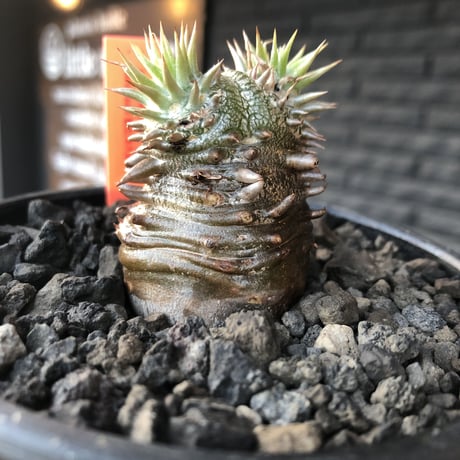 packypodium densicaule恵比寿大黒　black肌‼︎littmon  seed🌱《S size》※black肌が堪らない大黒‼︎※mad black bowl pot植え