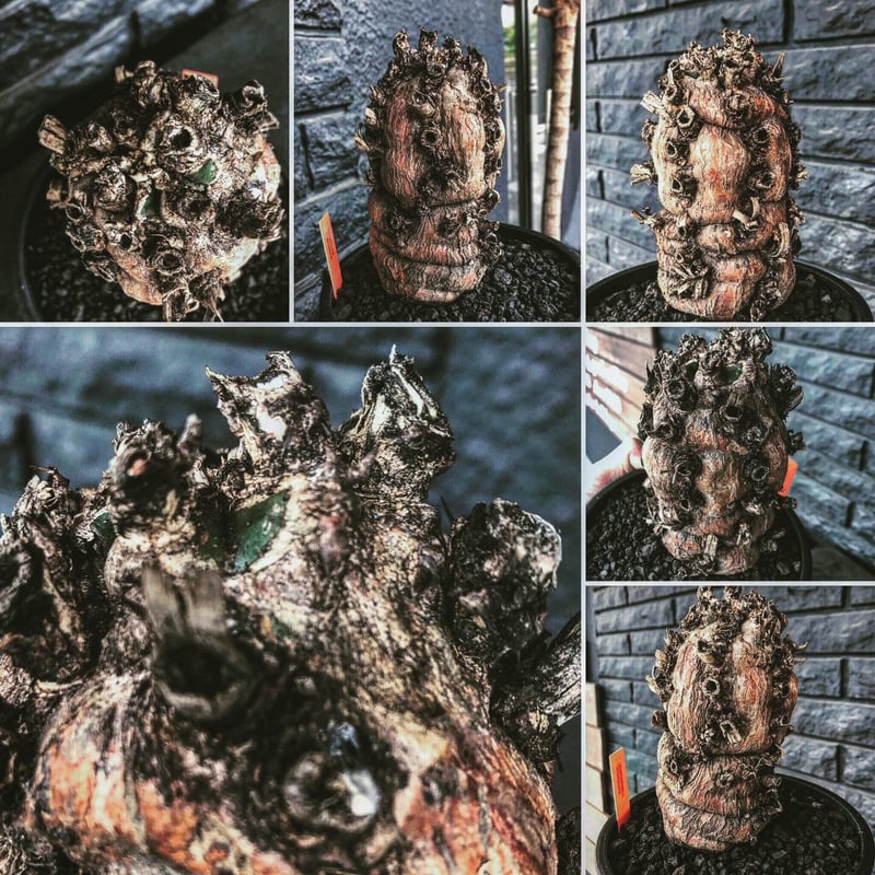 ムランジーナ 特大良形株 ムランジーナ 特大良形株