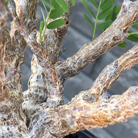 senna  meridionalis《大きめM size》※現地球株発根済※枝振りバランスも最高な一株となり幹のボコボコも強きオススメな一株‼︎※mad black pot植え
