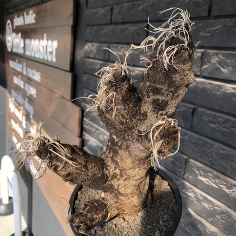 xerophyta trichophylla《S size》※現地球発根後店主国内管理2年株※驚愕強靭株※エグれの傷跡を持つwild且つかわいい小振りサイズ※mad black pot植え