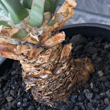 leuchtenbergia  principis 晃山《LL size》大株※現地球株発根済※極太幹を持ち年代物なため極めてワイルドな一株‼︎※mad black bowl pot植え
