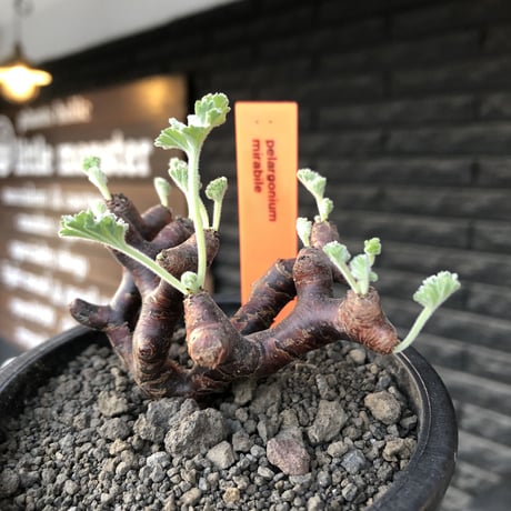 pelargonium  mirabile《大きめS size》※現地球店主国内管理4年株※愛おしく堪らない冬型の人気者‼︎weight低く良枝振り※mad black pot植え