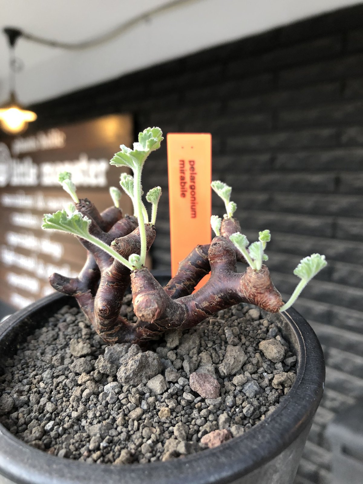 pelargonium mirabile《大きめS size》※現地球店主国内管理4年株