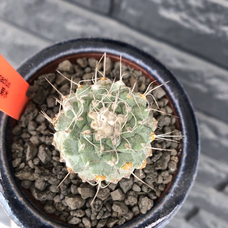 strombocactus 菊水《大きめS size》激希少‼︎現地球発根後店主国内管理4年株※激希少現地球株の上、まん丸球体樹形で堪らない一株※常滑焼陶器鉢植え