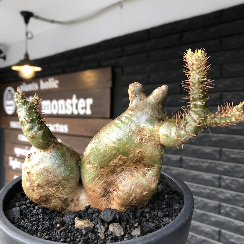 pachypodium gracilius《小さめL size》希少‼︎極green＆現地焼け