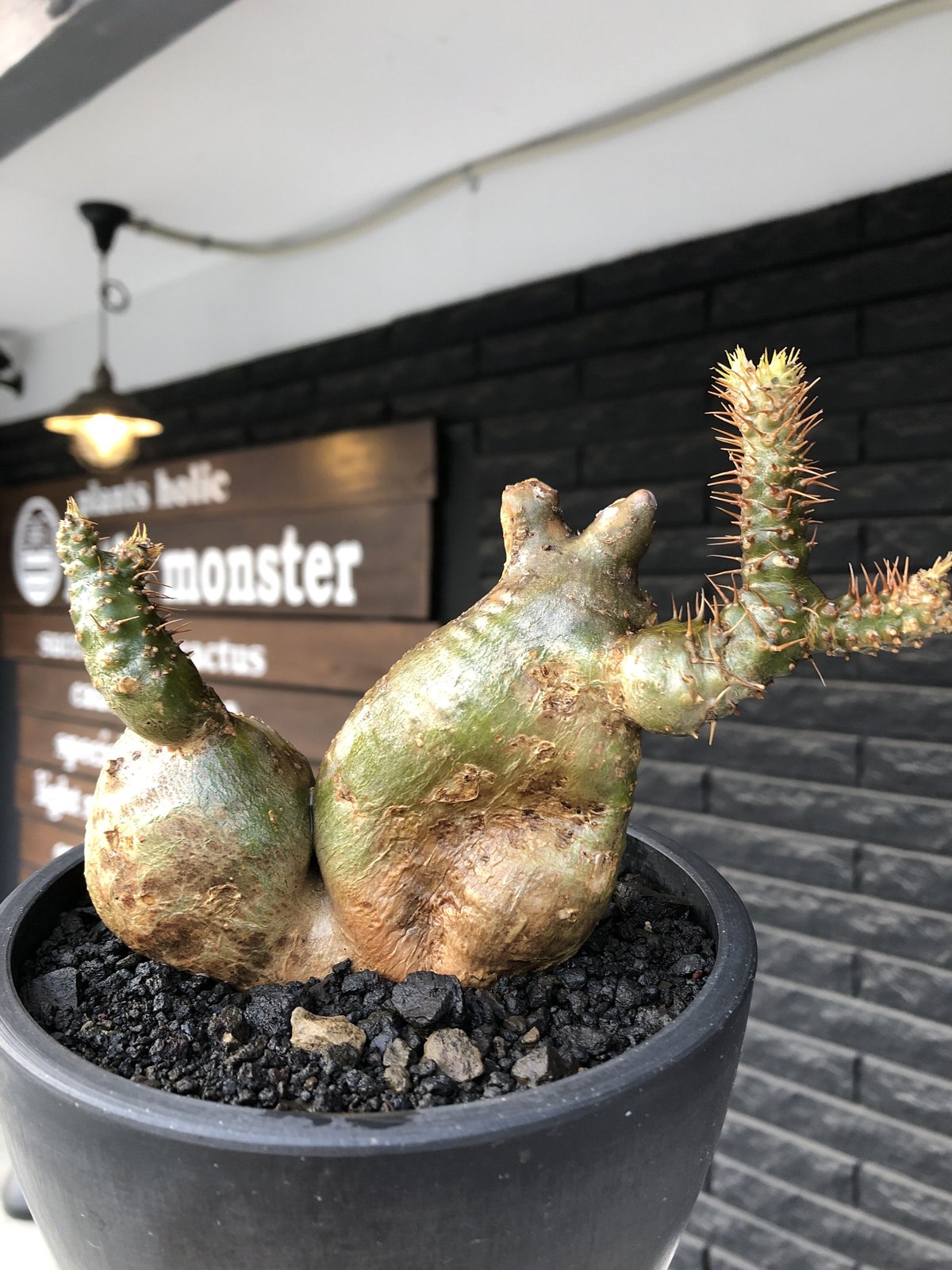 pachypodium gracilius《小さめL size》希少‼︎極green＆現地焼け