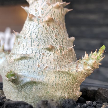 pachypodium windsorii《M size》※選抜littmon seed🌱※weight低き極ぼってり株元&枝振りも◎良樹形※mad black pot植え