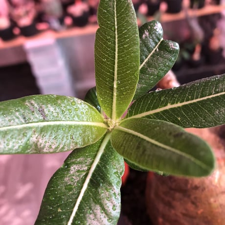 packypodium  gracilius《L size》※現地球発根済株※店主国内管理3年株※激ウェイト低き可愛さと最高バランスな極ぼってり樹形選抜株※mad black bowl pot植え
