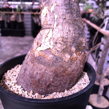 cyphostemma laza《大きめM size》※成熟株の証である表皮のメクれがありつつも大変美しい株質‼︎※限定2株