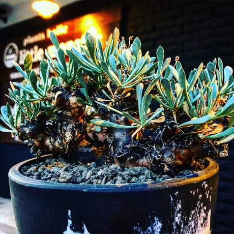 othonna   euphorbioides《L size》black肌※三分頭な最高balance株‼︎ウェイトが下にある堪らない樹形※mad black marble bowl pot植え