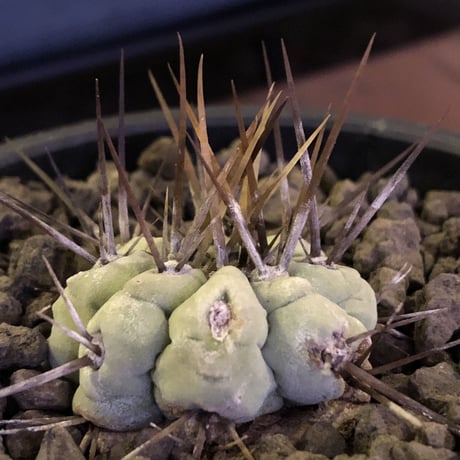 copiapoa   cinerea  長刺白棘黒王丸《小さめM size》激希少‼︎※現地球株カキ仔自根株※現地球のDNAを引き継いだ白肌※mad black bowl pot植え