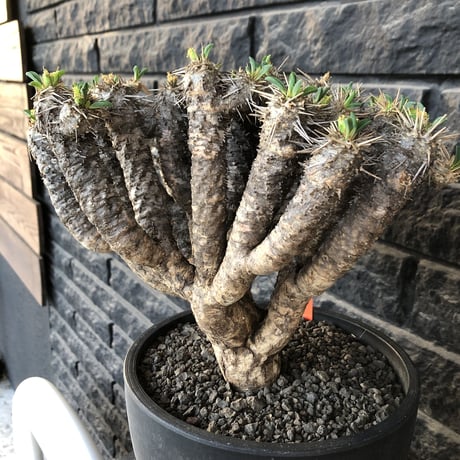 euphorbia  guillauminiana《極太LL size》※現地球発根後店主国内管理7年株※激極太幹&躍動する枝振りが堪らない大株※mad black bowl pot植え