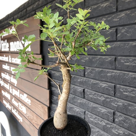 bursera  fagaroides《L size》※現地球発根後店主管理6年株※成熟しメクれ上がった表皮＆weight低くぼってり株元を作り込んだ渾身の一株※mad black pot植え