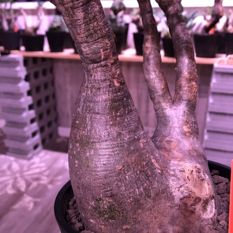 packypodium  gracilius《二分頭株》🌵🌵※現地球株  発根済み株‼︎  　限定1株　※希少株