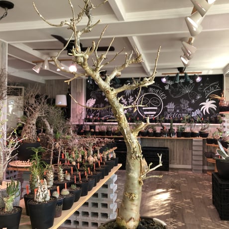 bursera fagaroides《 L L size》極太最高品質※現地球発根済株※店主国内管理6年株※厳つく極太唯一無二感強き渾身の一株※mad blown marble bowl pot植え