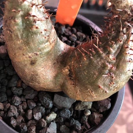packypodium  gracilius《 大きめS  size》W-he'd※現地球発根済※左右アシンメトリーなwild二分頭グラキ‼︎可愛さとの二面性感じる一株※mad black pot植え