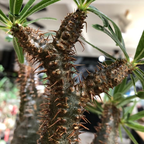 pachypodium gracilius《L size》※現地球株発根済※大きめで全方位A面な樹形バランス＆枝振りも抜群なgreen肌‼︎※black bowl pot植え