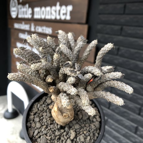 euphorbia tulearensis《 L size》※現地球発根済株※驚愕‼︎bigサイズ‼︎希少性激高塊根ユーフォルビア‼︎大振り＆枝振りも半端なき一株※mad black pot植え
