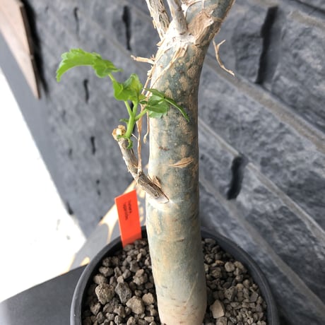 bursera  fagaroides《M size》※剪定後再芽吹き済株‼︎※大変上品な人気灌木ファガロイデス‼︎※mad black pot植え