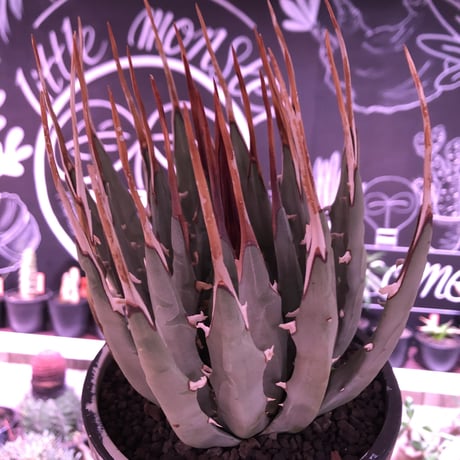 agave    utaensis  var, eborispina《L L size》※驚愕極美株※抜群にwild且つ美しいエボリスピナ‼︎※mad black marble bowl pot植え