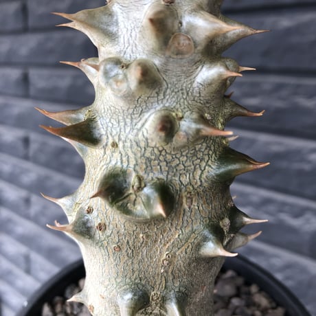 pachypodium  baronii《LL size》※激希少‼︎現地球発根後店主国内管理9年株※激極太幹を持ちどっしり構えの男前‼︎太いstuds棘が堪らない※mad black pot植え