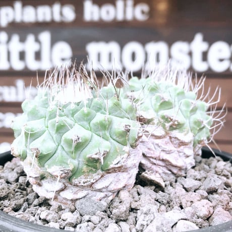 strombocactus 白棘菊水　w-he'd株《M size》激希少‼︎現地球発根後店主国内管理12年株※希少性&美しい樹形balanceな堪らない装い‼︎※mad black pot植え