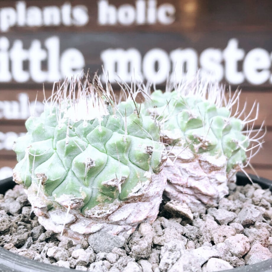 612f19652023972dd63b7f10
