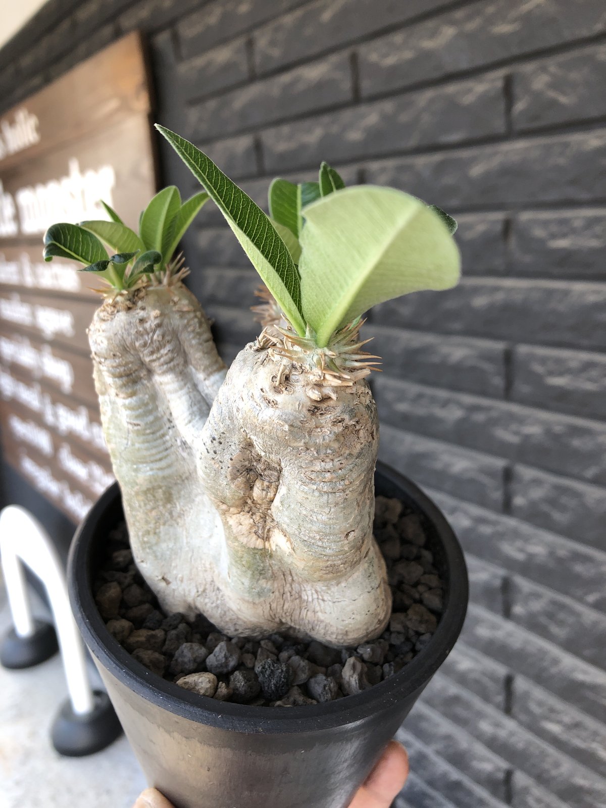 pachypodium eburneum《M size》※現地球発根後店主国内管理5年株※