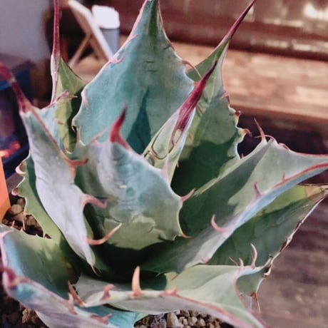agave     parrasana   globe《M size》
