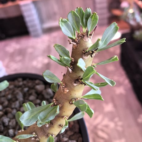 sarcocaulon patersonii《 L size》※今や希少且つ今後輸入厳しい南アフリカ物‼︎gapあるピンク花大輪を咲かす冬型人気者‼︎良枝振り樹形※浅鉢植え