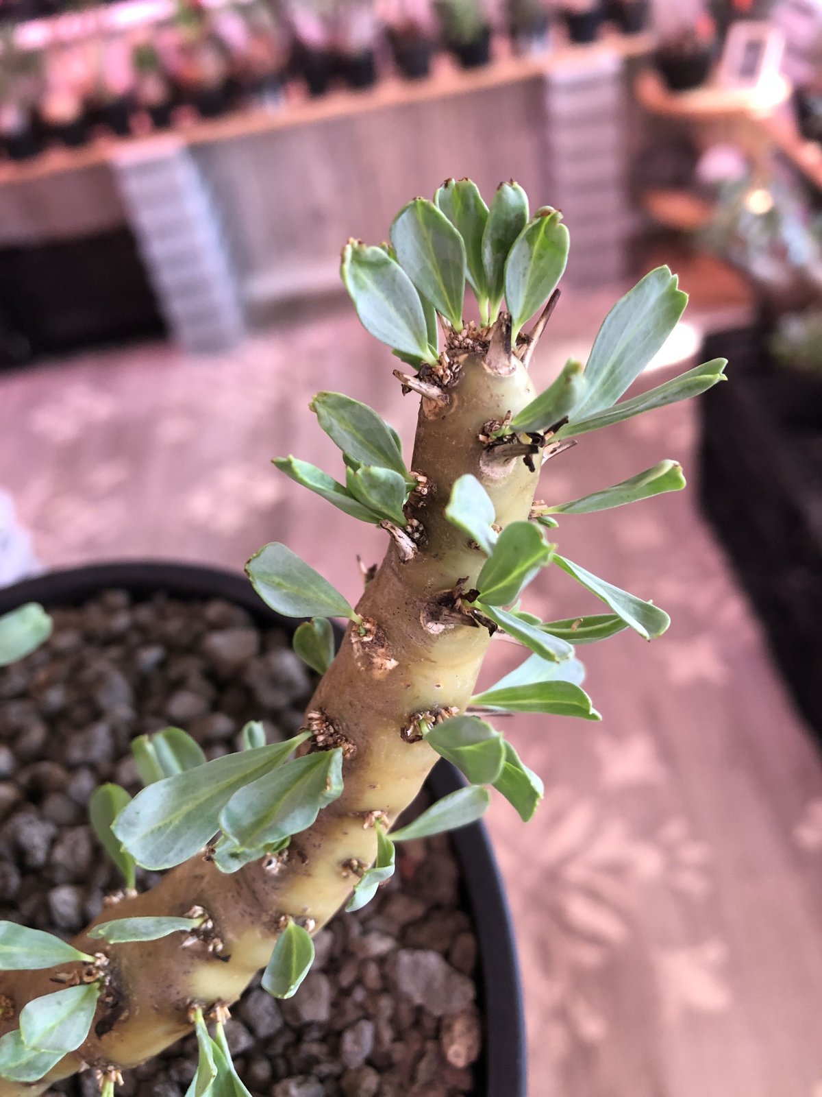 fit=scale-down,w=1200