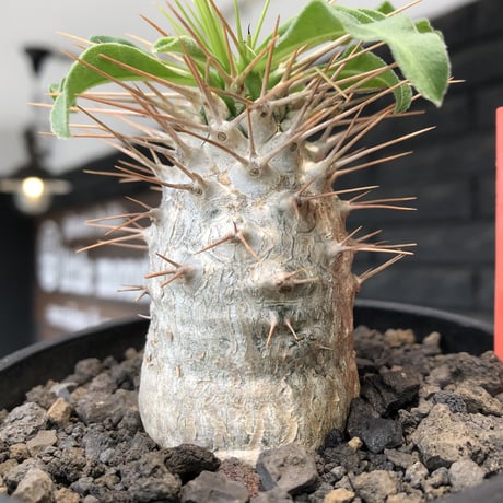 pachypodium  namaquanum 光堂《大きめM size》littmon seed🌱※ちょうど良き手乗りサイズ感の樹形バランスも良き一株‼︎※mad black bowl pot植え