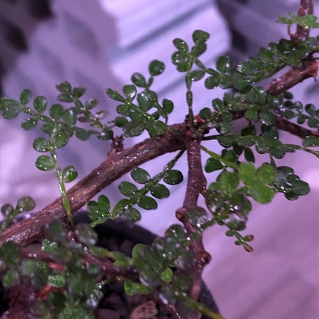 opercullicarya  packypus  littmon  seed🌱 《13年目株》※幹も太く表皮のボコボコも強く出た当店作り込み長き丈の締まったパキプス※mad black pot植え