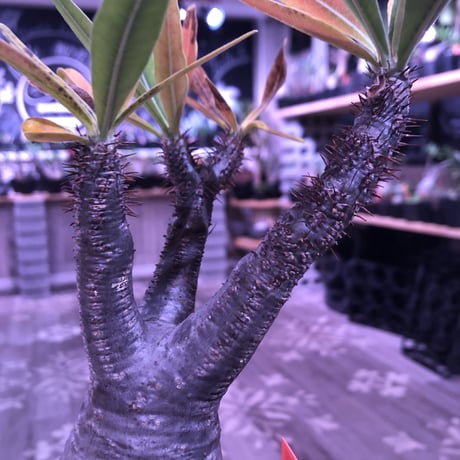 packypodium  gracilius《M size》※現地球株発根済み株‼︎  ※紅葉が綺麗なbalance良きグラキ※限定１株