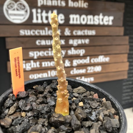 希少 dorstenia   gigas《大きめS size》littmon  seed🌱（実生株）※今季枝振りに期待できる将来有望人気者ギガス‼︎※mad black bowl pot植え