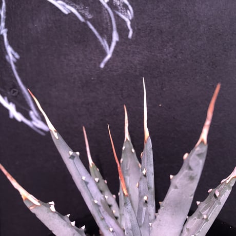 agave    utaensis  eborispina《S size》
