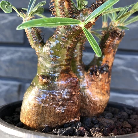 pachypodium gracilius《大きめS size》希少green肌&W-he'd株※現地球発根後店主国内管理3年株※極グリーン肌wild良樹形※mad black bowl pot植え