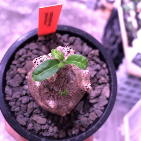packypodium bispinosum 《S size》※現地球発根済株‼︎※ぼってりと球体茶肌株で愛くるしさ満点‼︎※mad black pot植え