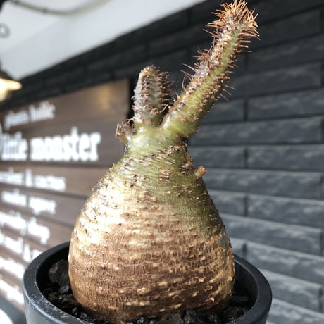 pachypodium gracilius《小さめM size》※希少‼︎極green肌ぼってり樹形※現地球発根後店主国内管理4年株※カラーも樹形も堪らない一株※mad black pot植え