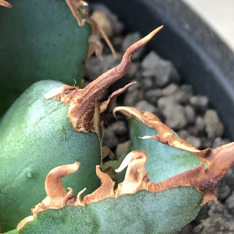agave titanota  白鯨陽炎type《S size》※現地球株発根済 ④※唸り良き鋸歯に幅広肉厚タイプ※black pot植え
