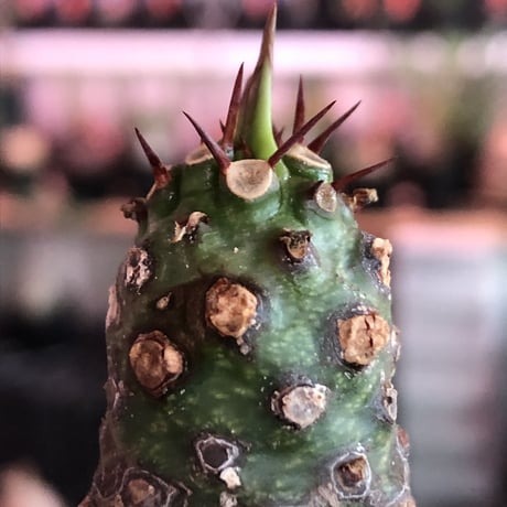 euphorbia  pachypodioides《M size 》※現地球発根後店主国内管理3年株※ボコボコぼってり樹形‼︎葉表がグリーンで葉裏と花は紫な人気者※mad black pot植え
