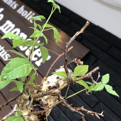 commiphora  africana《大きめL L size》※現地球発根後店主国内管理3年株※美しい佇まい且つ成熟したwild表皮が堪らない※鉄鉢植え