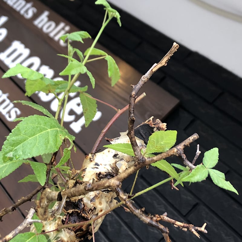 commiphora africana《大きめL L size》※現地球発根後店主国内